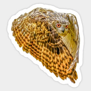 Eagle Owl Sticker